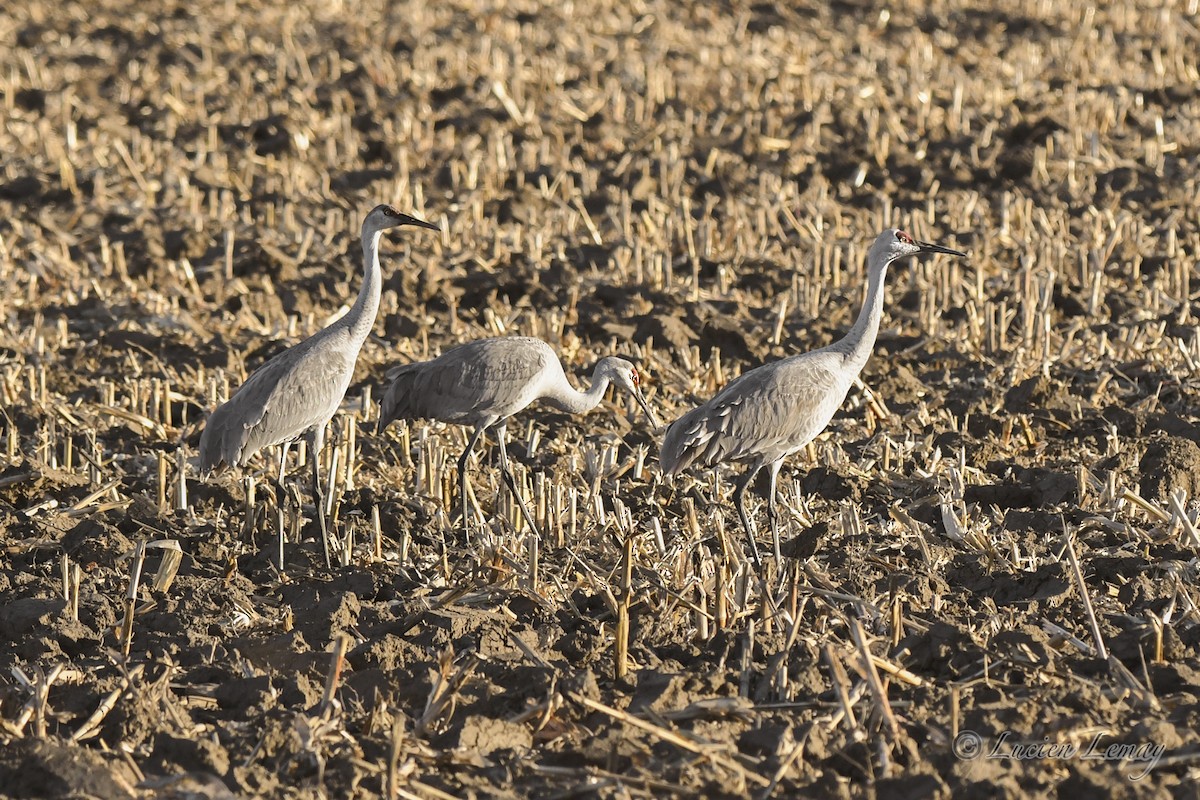 Sandhill Crane - ML626366570