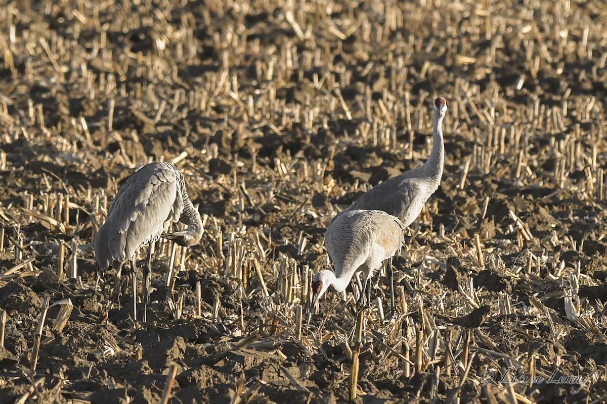 Sandhill Crane - ML626366578