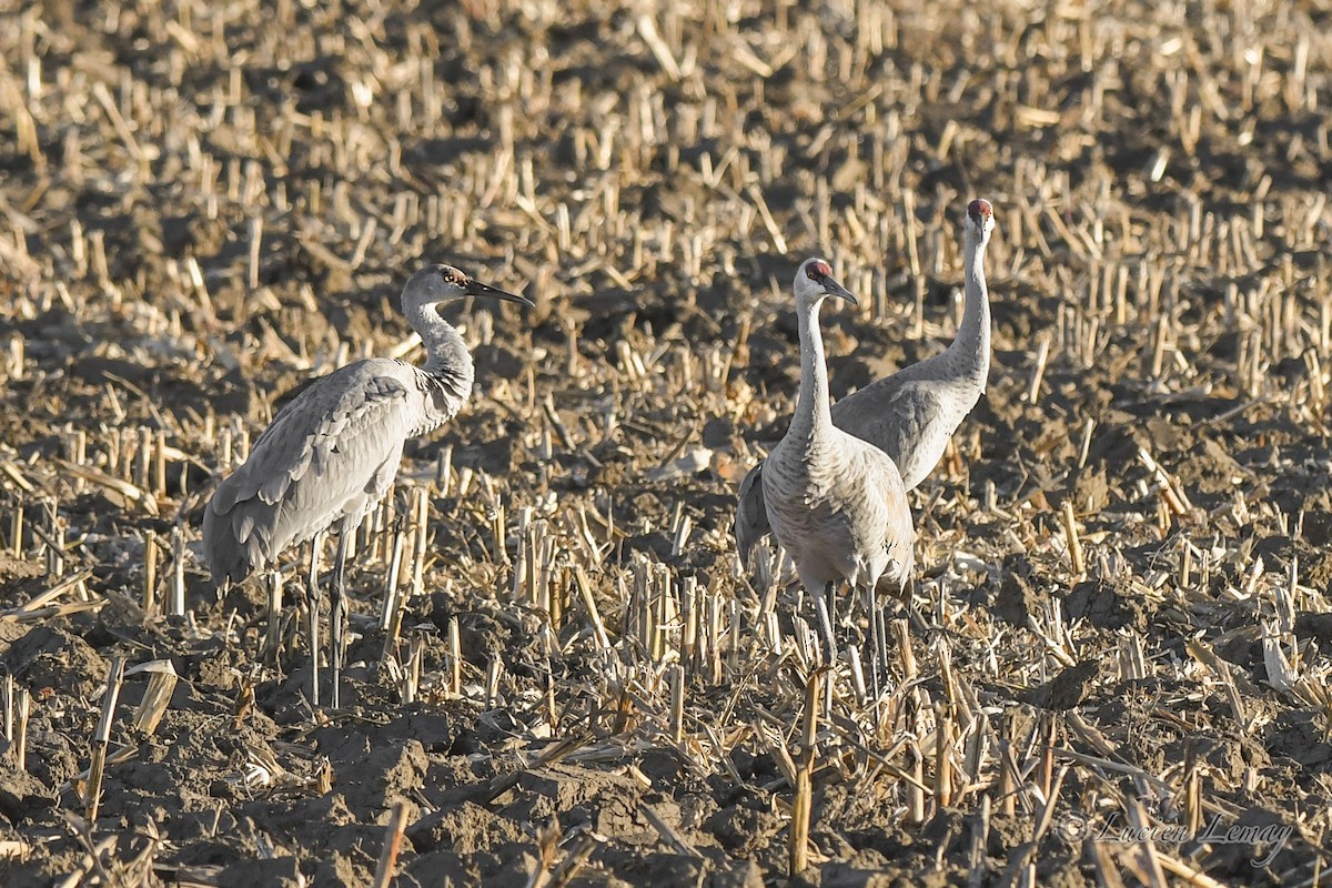 Sandhill Crane - ML626366582