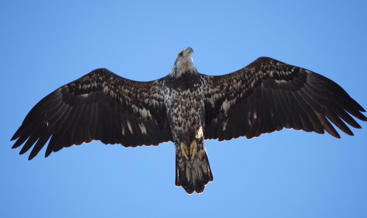 Bald Eagle - ML626366807