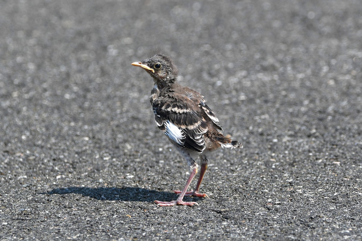 Northern Mockingbird - ML626366826
