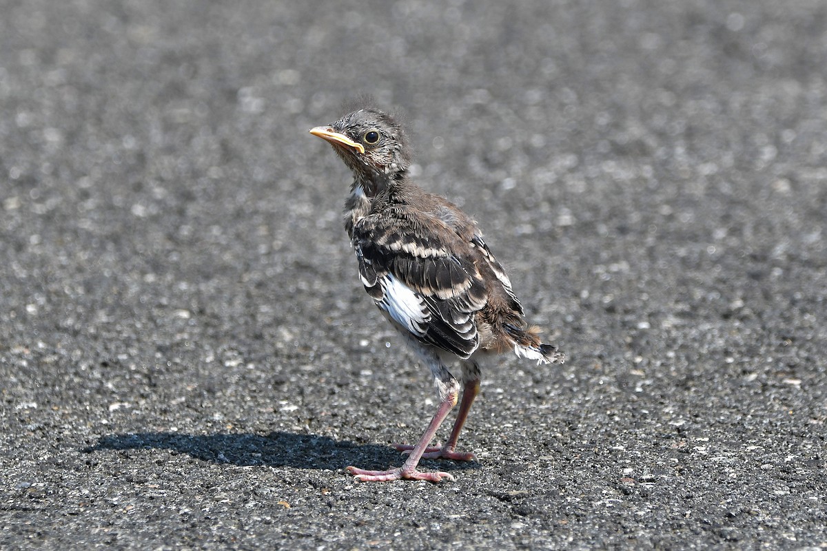 Northern Mockingbird - ML626366828