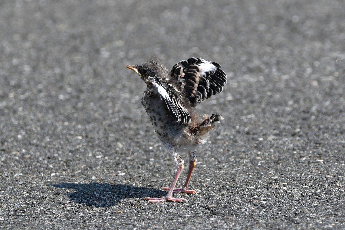 Northern Mockingbird - ML626366829