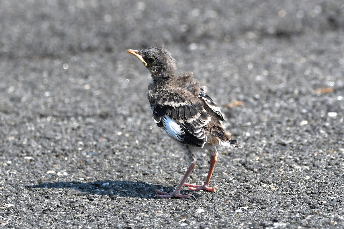 Northern Mockingbird - ML626366830