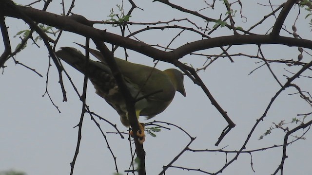 Yellow-footed Green-Pigeon - ML626366914