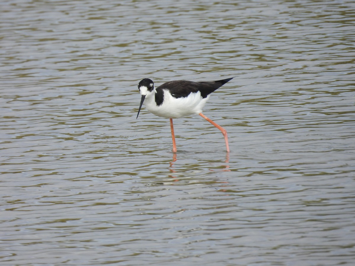 Black-necked Stilt (Black-necked) - Marilyn Weber