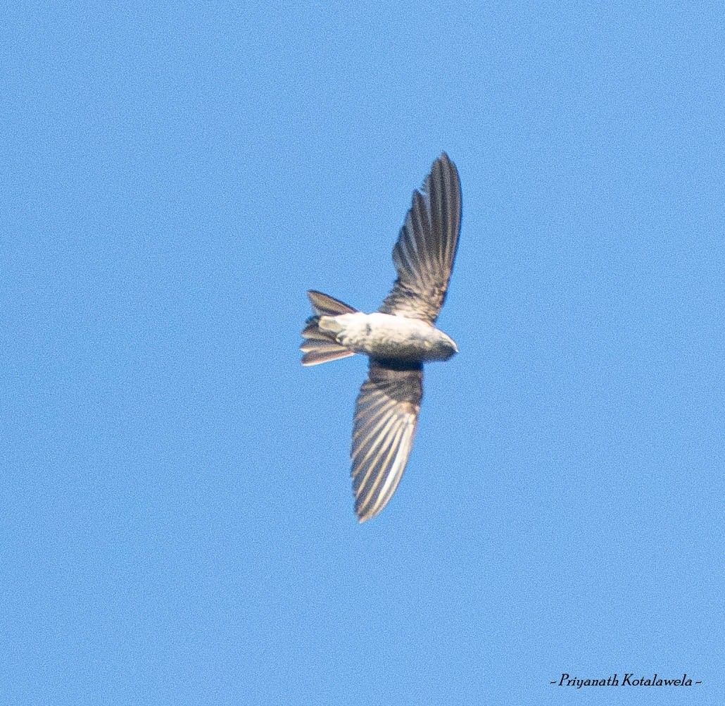 シロハラアナツバメ属／ムジアナツバメ属 - ML626366961