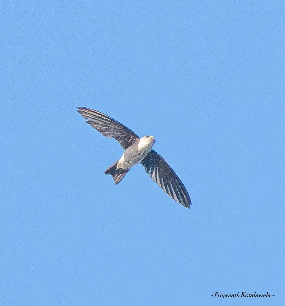 シロハラアナツバメ属／ムジアナツバメ属 - ML626366962