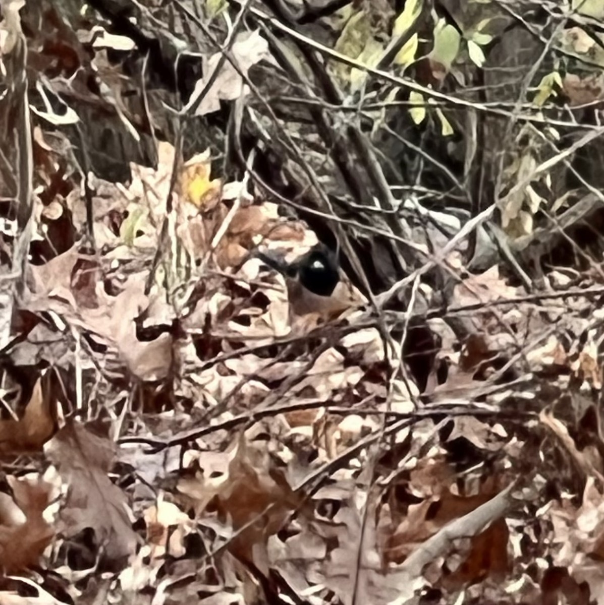 Eastern Towhee - ML626367144
