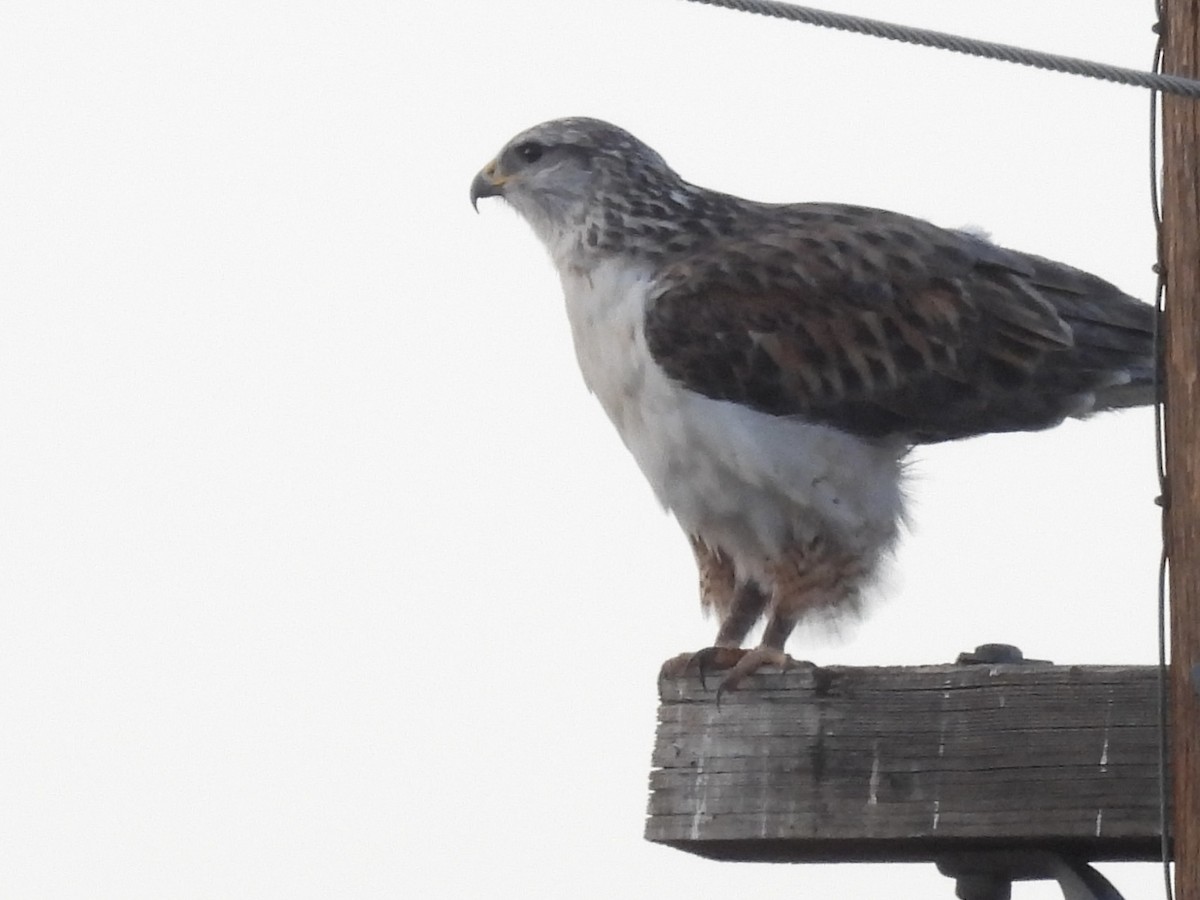Ferruginous Hawk - ML626367781