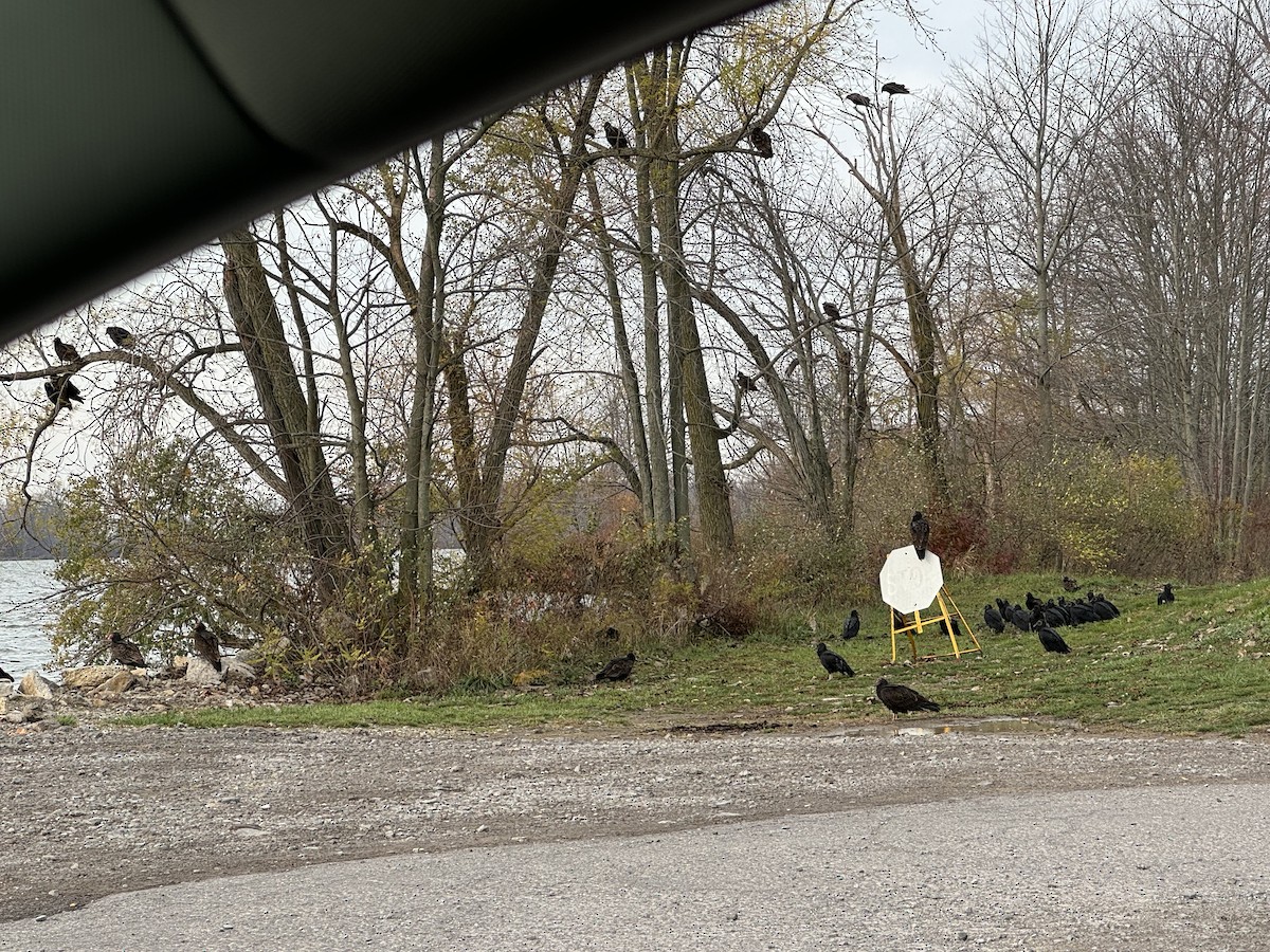 Black Vulture - ML626367792