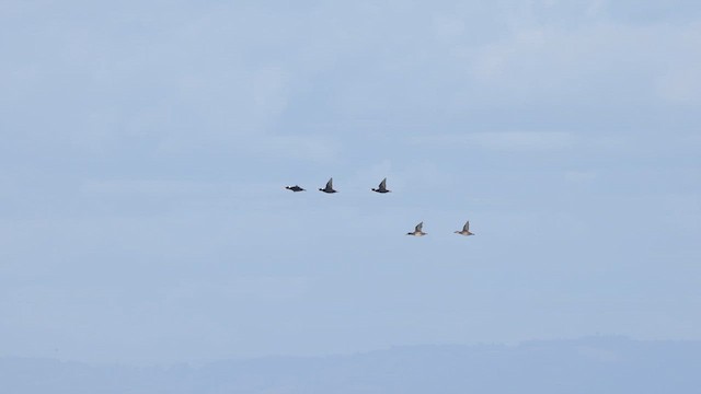 Surf Scoter - ML626367812