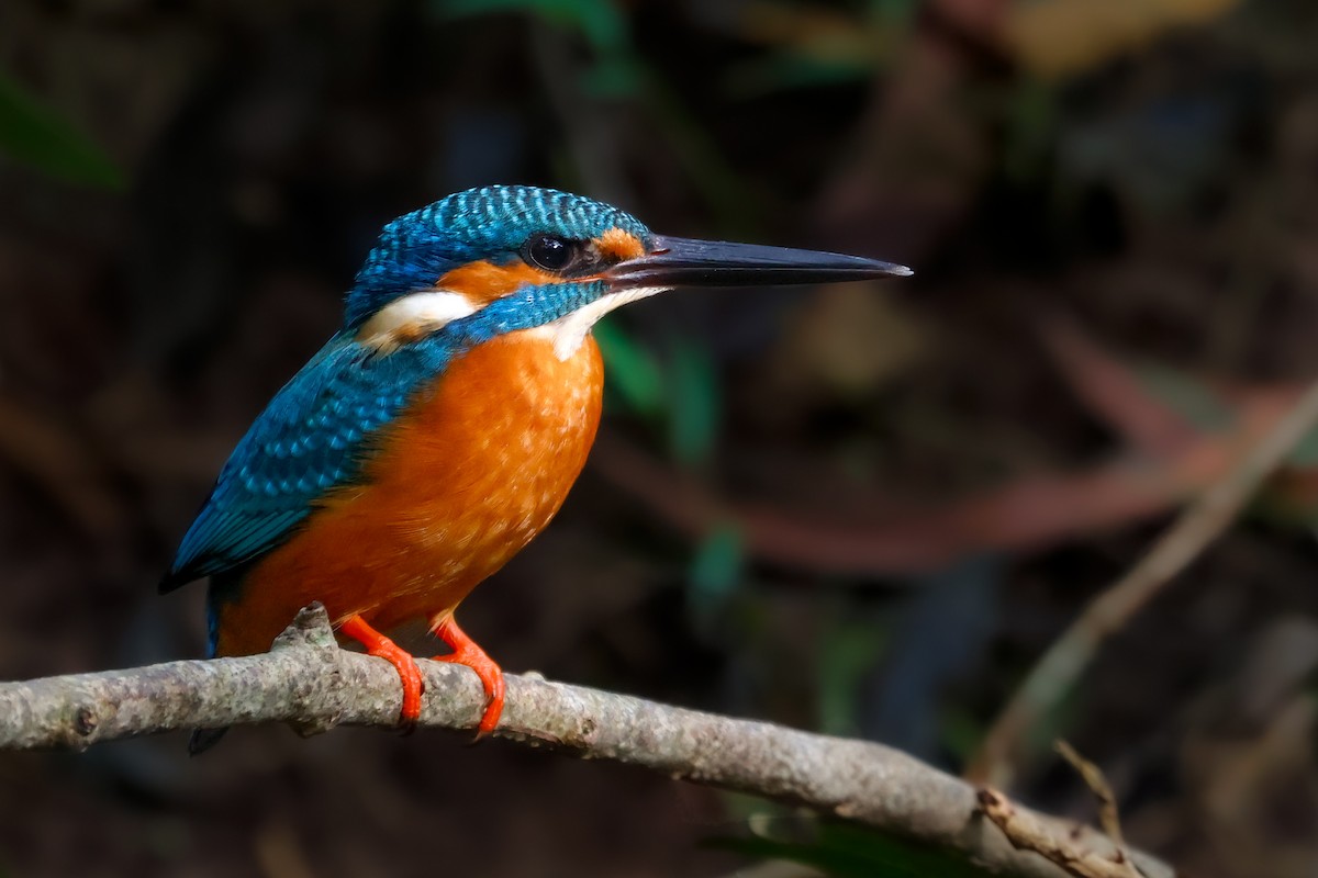 Common Kingfisher - ML626367961