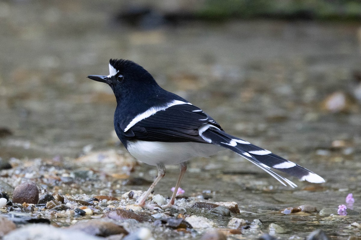 White-crowned Forktail - ML626368013