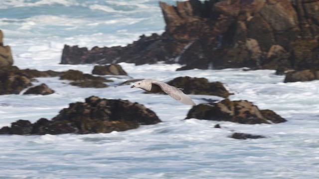 Glaucous-winged Gull - ML626368039