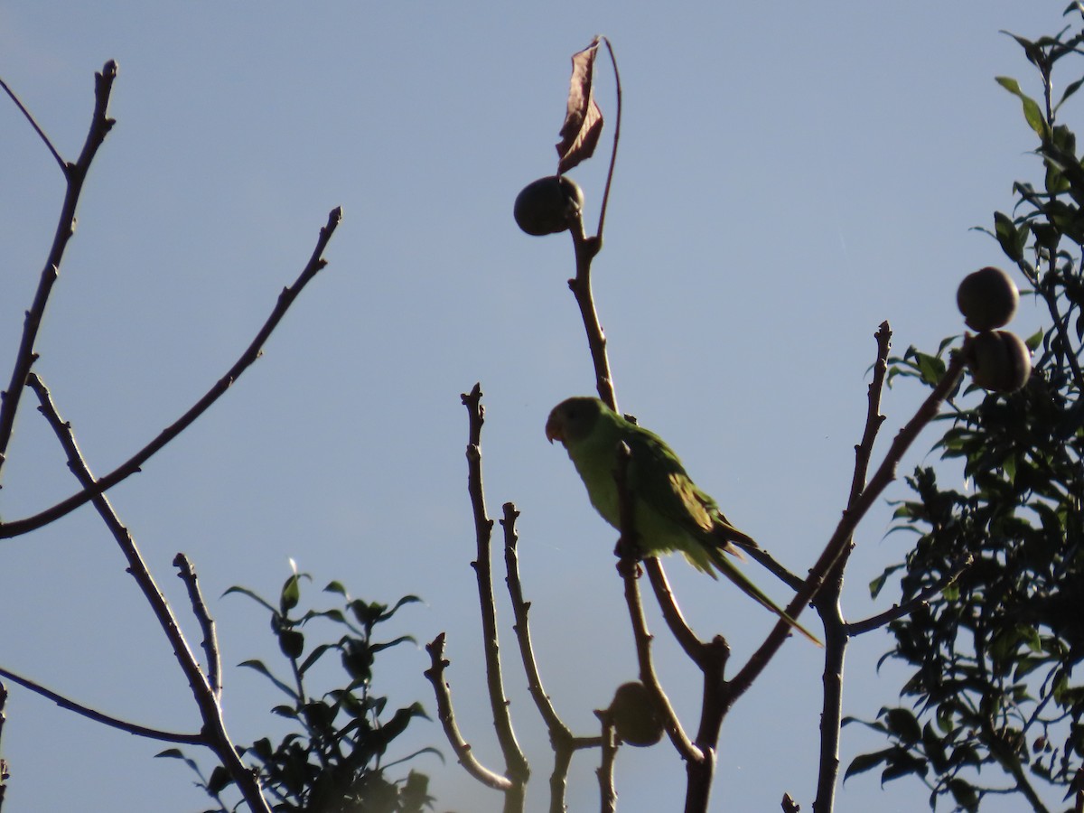 Slaty-headed Parakeet - ML626368129