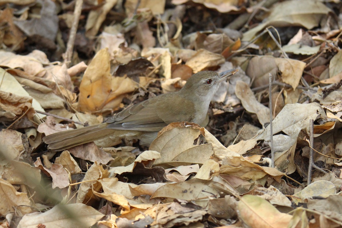 Terrestrial Brownbul - ML626368226