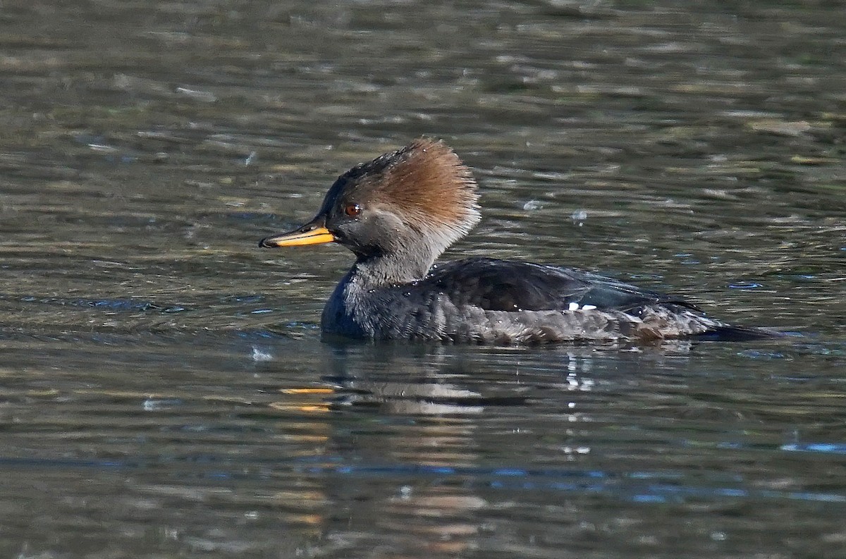 hjelmfiskand - ML626368287