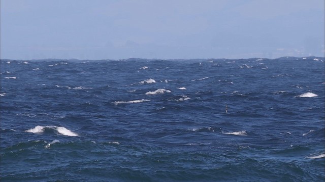 Short-tailed Shearwater - ML626368354