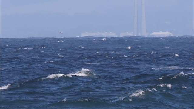 Short-tailed Shearwater - ML626368360