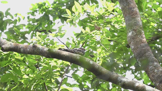 Gray Nightjar - ML626368494