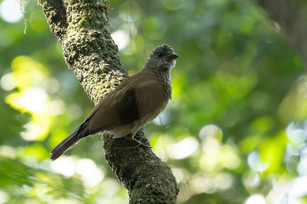 Scaly-throated Honeyguide - ML626368561