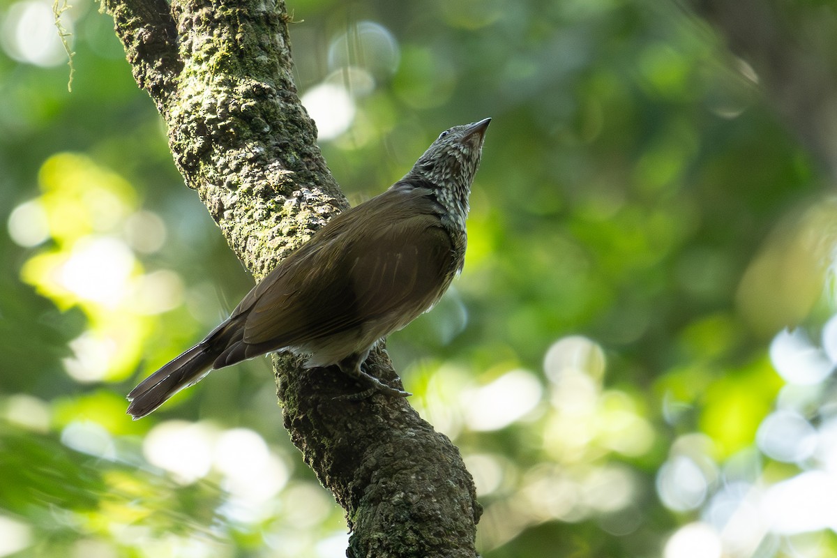 Scaly-throated Honeyguide - ML626368562