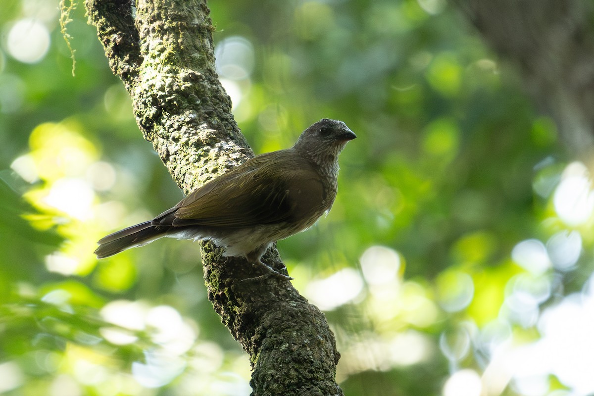 Scaly-throated Honeyguide - ML626368563