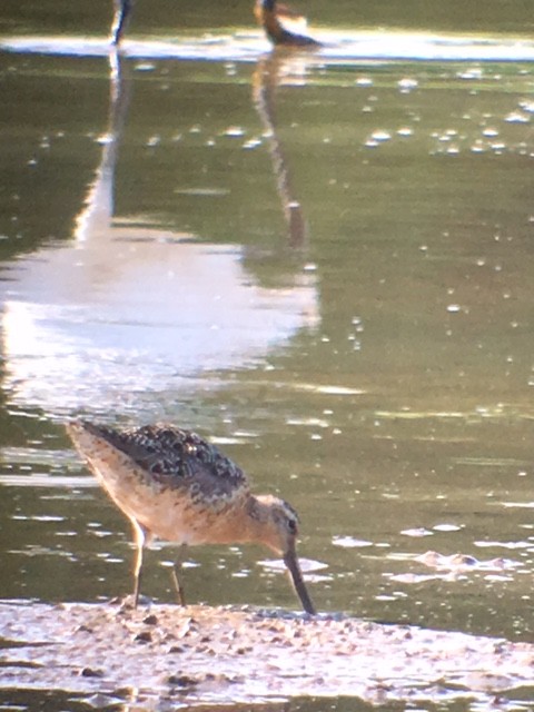 Short-billed Dowitcher - Steve and Cyndi Routledge
