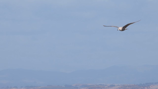 Glaucous-winged Gull - ML626368936
