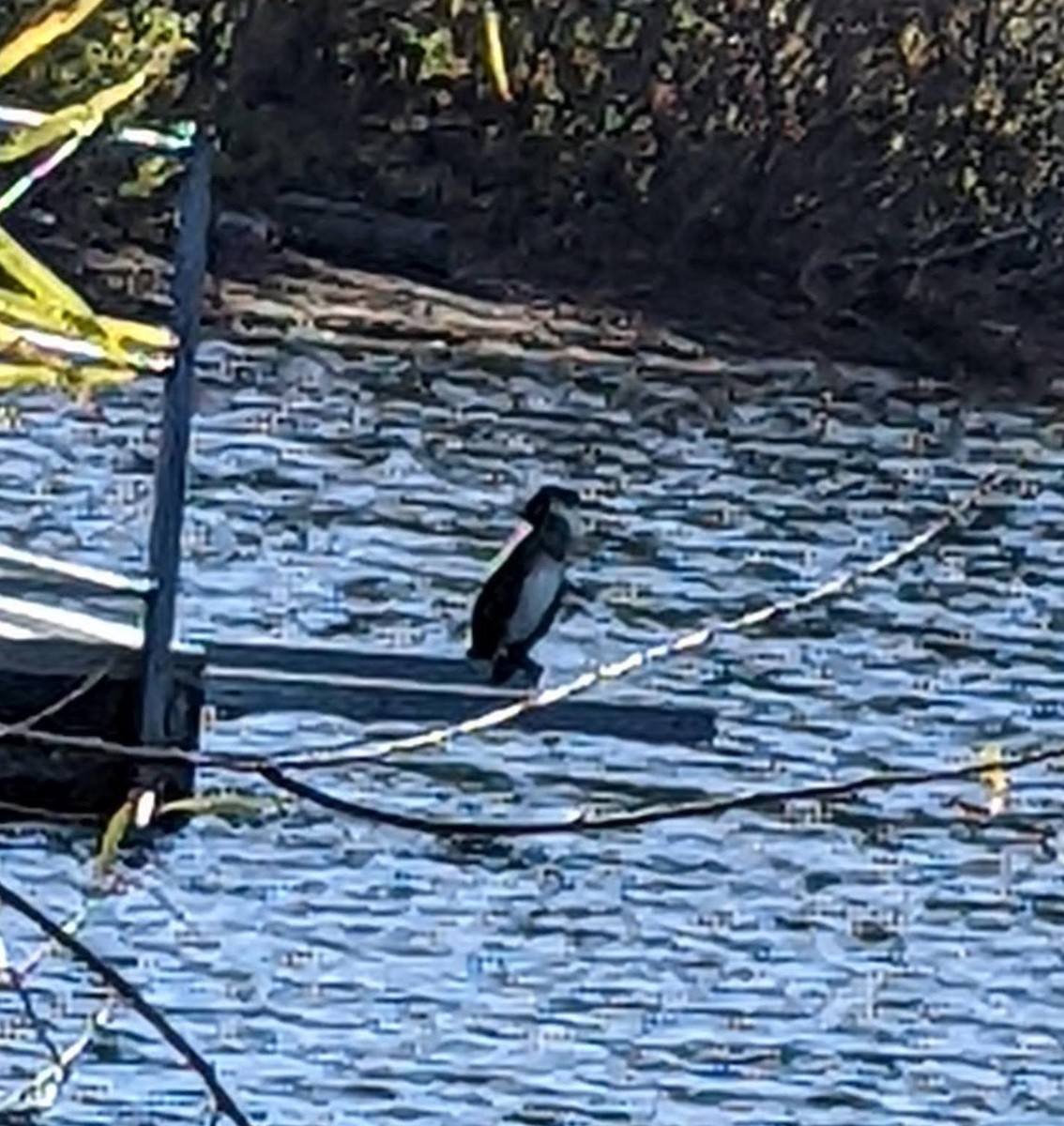 Great Cormorant - ML626369063