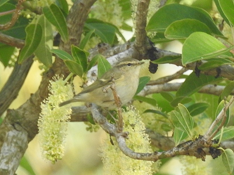 Hume's Warbler (Western) - Conrado Requena Aznar
