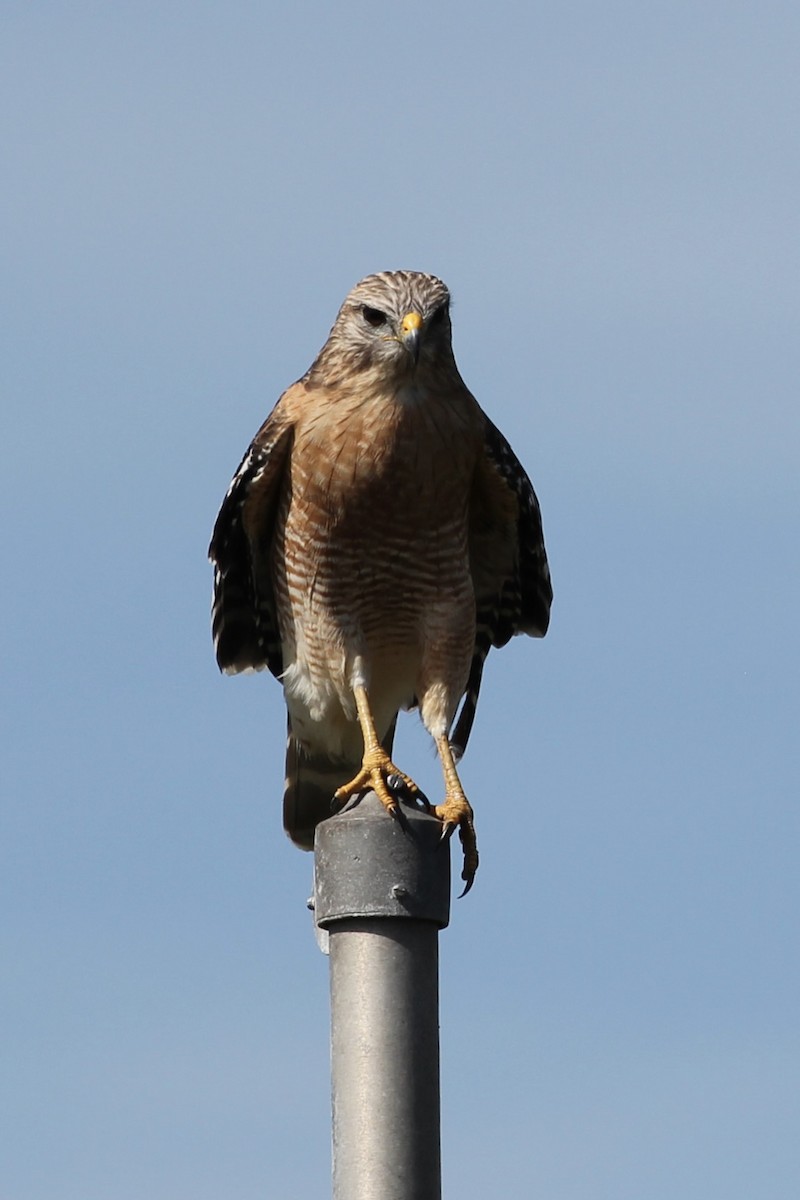 Red-shouldered Hawk - ML626369168