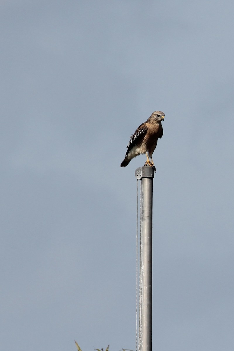 Red-shouldered Hawk - ML626369174