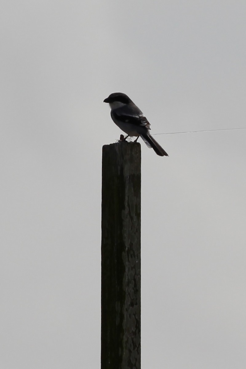 Loggerhead Shrike - ML626369183