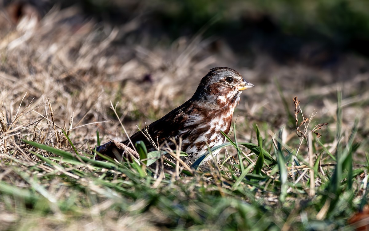 Fox Sparrow (Red) - ML626369197