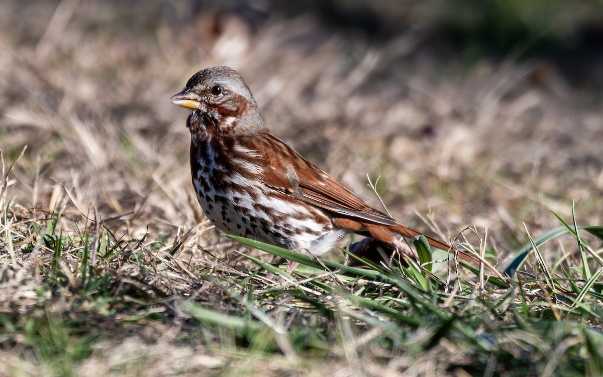 Fox Sparrow (Red) - ML626369198