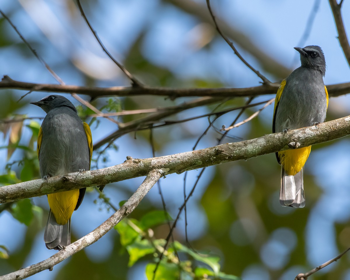 Gray-bellied Bulbul - ML626369264