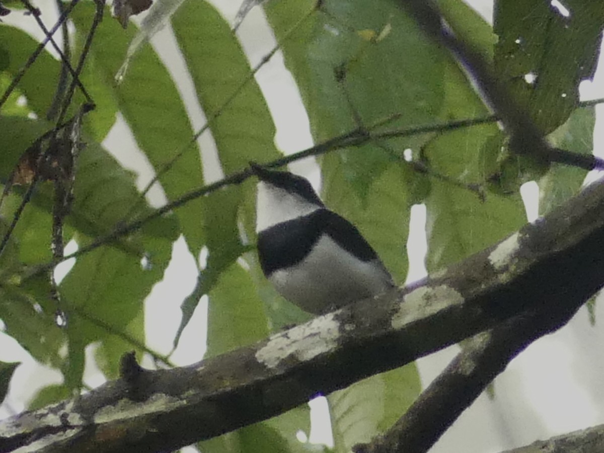 West African Batis - ML626369468