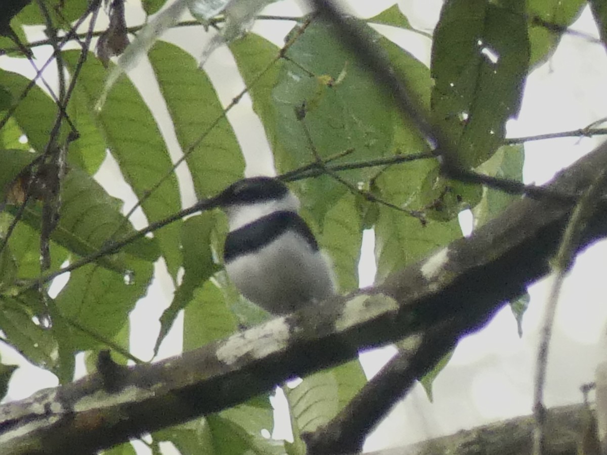 West African Batis - ML626369469