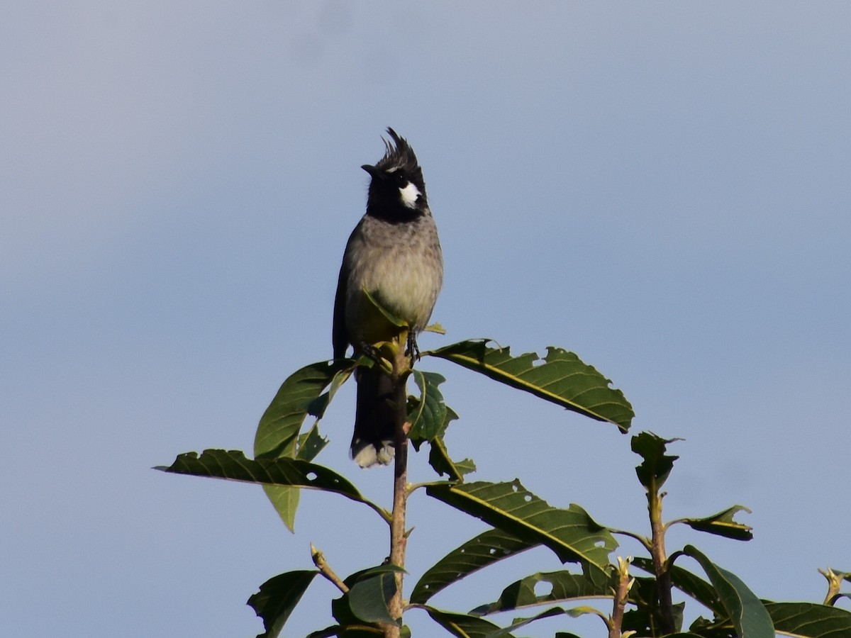 Himalayan Bulbul - ML626369797
