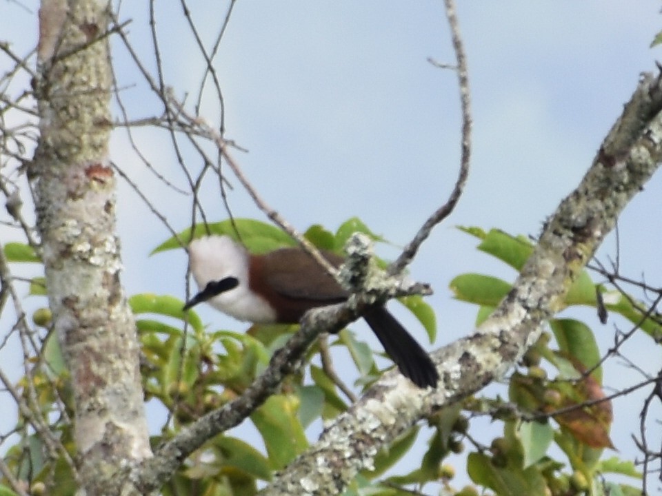 White-crested Laughingthrush - ML626369821