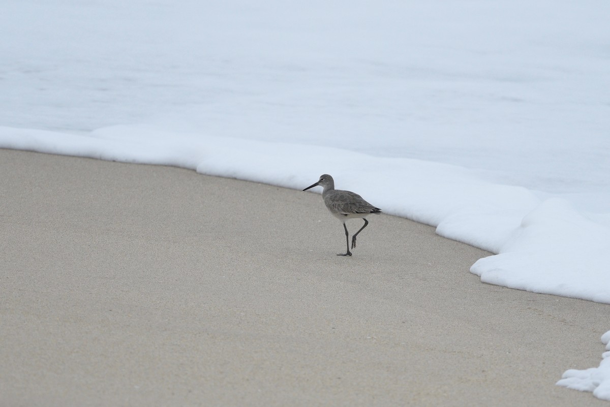Willet - ML626369883