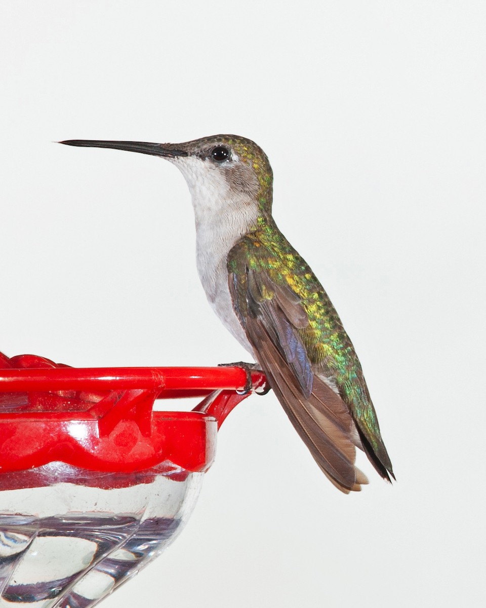 Ruby-throated Hummingbird - ML626369885