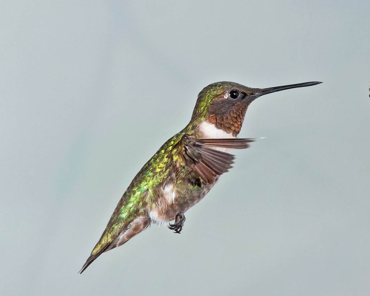 Ruby-throated Hummingbird - ML626369886