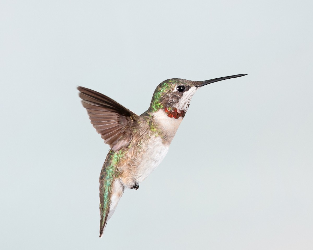 Ruby-throated Hummingbird - ML626369887