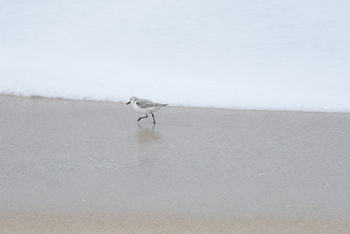 Sanderling - ML626369896