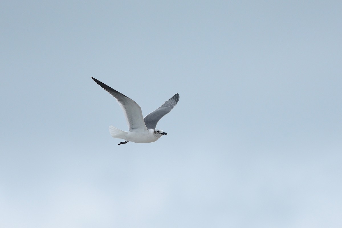 Laughing Gull - ML626369909