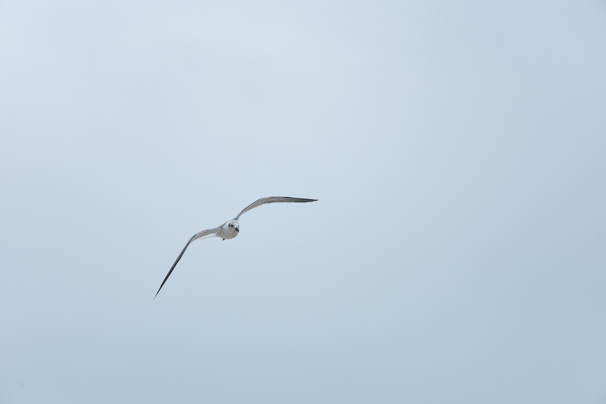 Laughing Gull - ML626369912