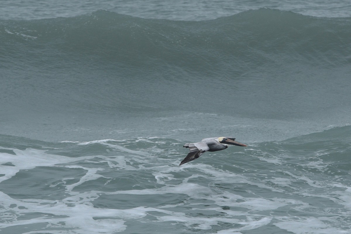Brown Pelican - ML626369920